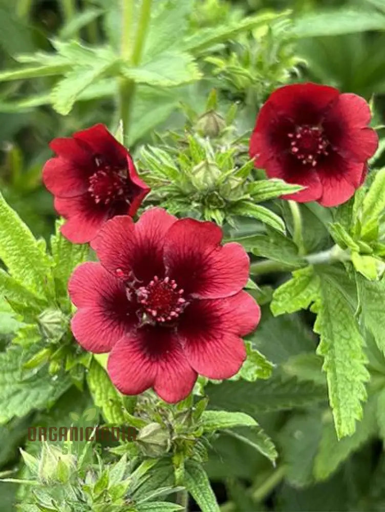 Potentilla Thurberi ’Monarch’s Velvet’ Seeds For Planting Richly Colored Blooms For Your Garden