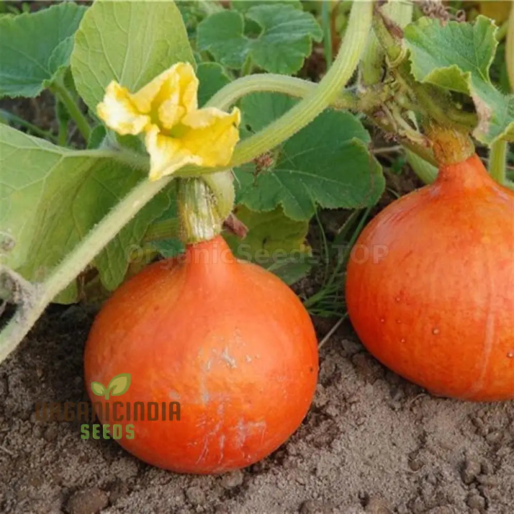 Potimarron Squash Seeds - Cultivate Nutty And Flavorful In Your Garden