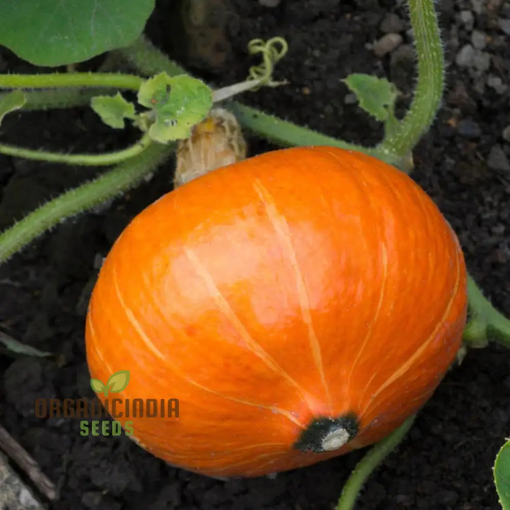 Potimarron Squash Seeds - Cultivate Nutty And Flavorful In Your Garden