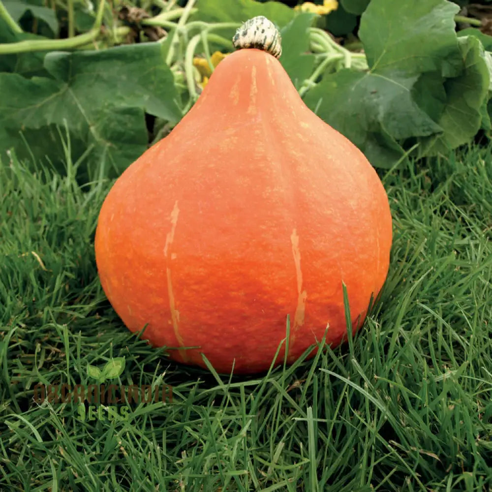 Potimarron Squash Seeds - Cultivate Nutty And Flavorful In Your Garden