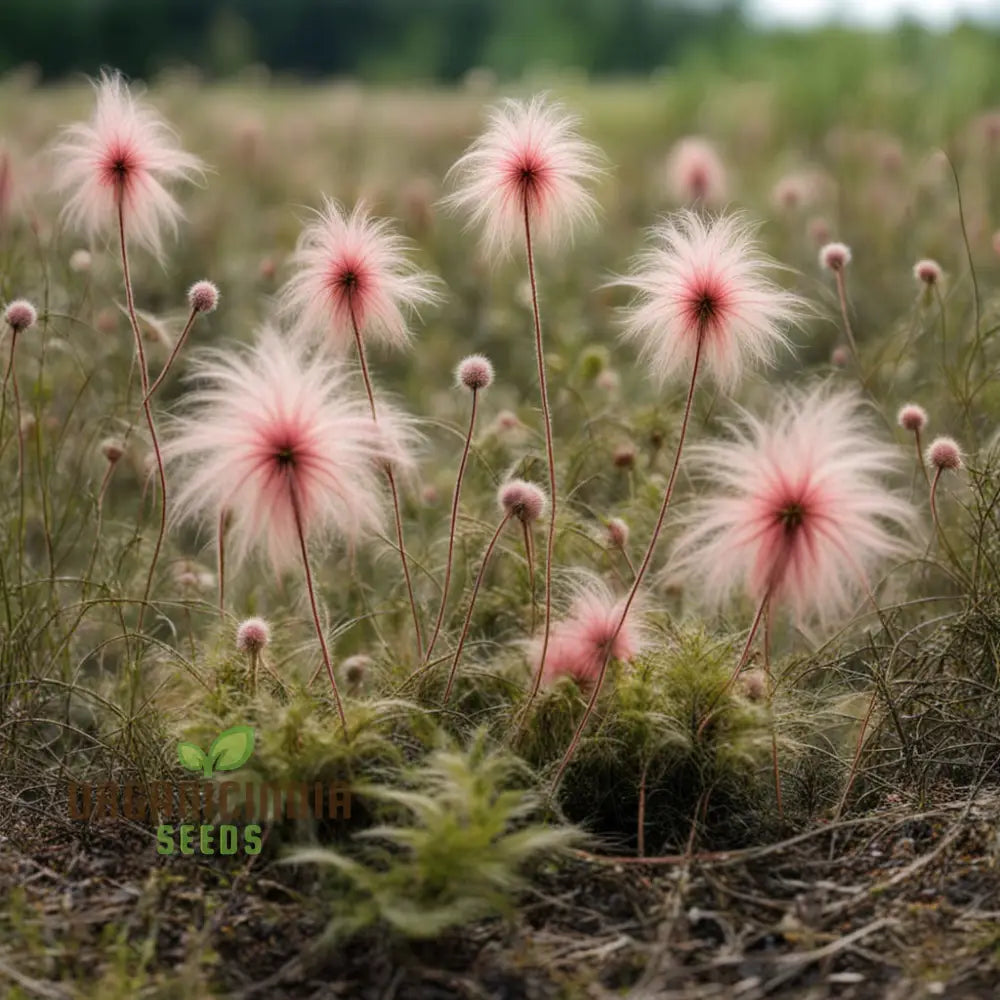 Prairie Flower Seeds Fragrant Perennial Smoke For Gardens