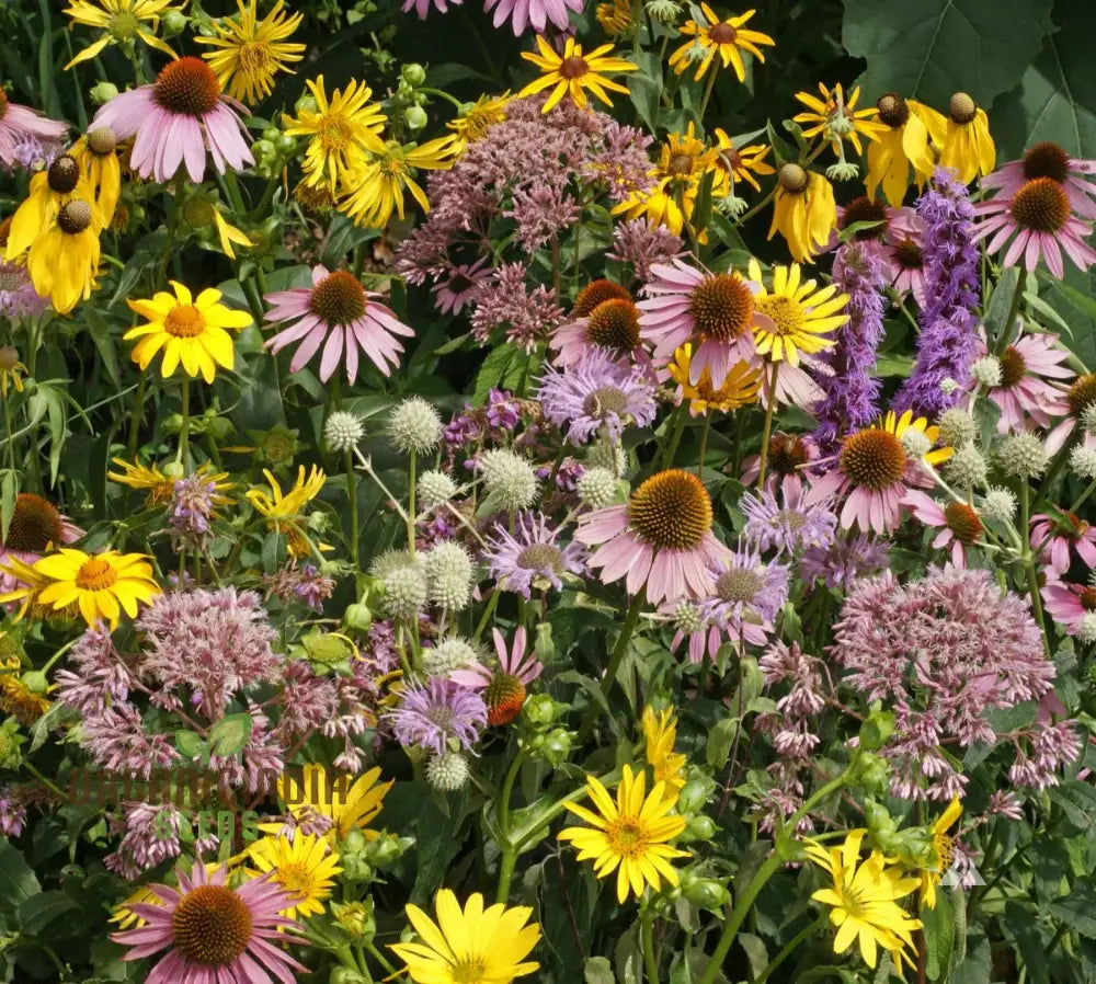 Prairie Mixed Flower Seeds For Gardening â€“ Diverse Native Blossoms A Vibrant And Sustainable