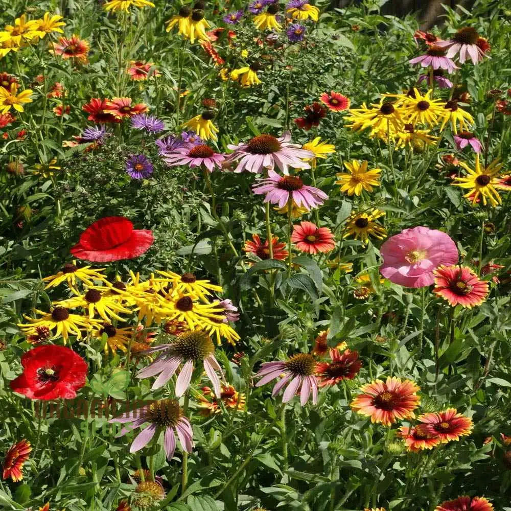 Prairie Mixed Flower Seeds For Gardening â€“ Diverse Native Blossoms A Vibrant And Sustainable