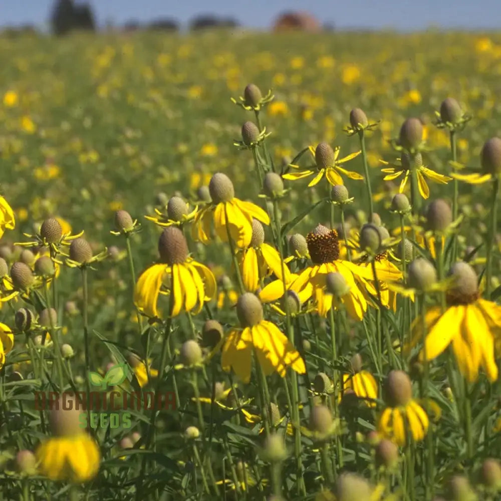 Prairie Mixed Flower Seeds For Gardening â€“ Diverse Native Blossoms A Vibrant And Sustainable