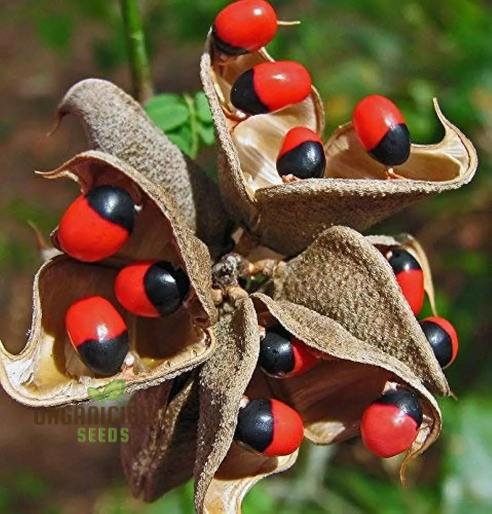 Preceptories Paternoster Pea ’Gum Chi Crab’s Eye Crab Eyes (100Pcs)