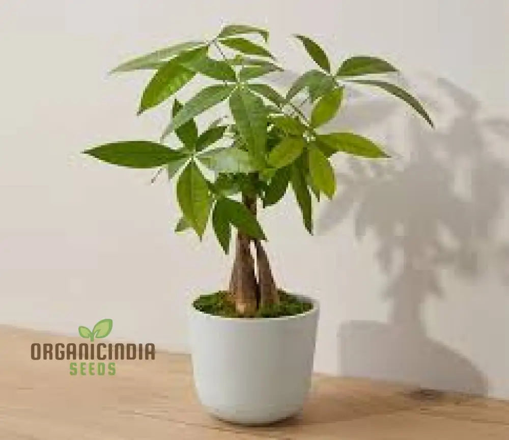 Premium 100Pcs Money Tree Light Green Seeds High-Quality Non-Gmo