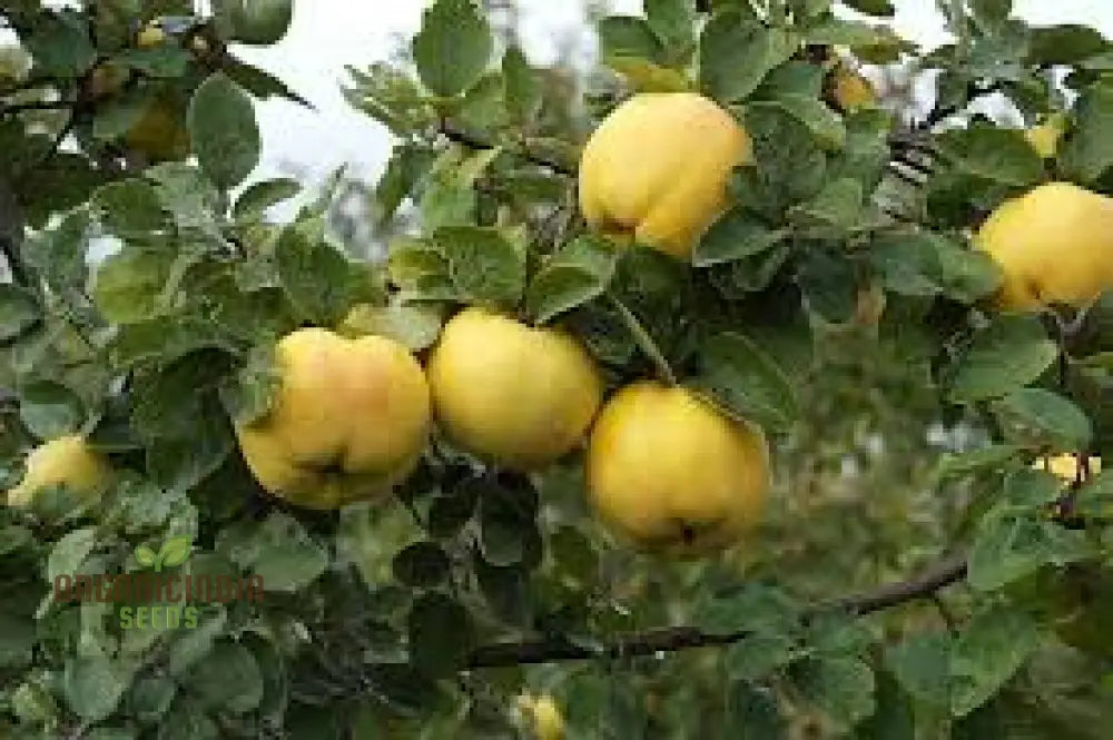 Premium 80Pcs Giant Quince Seeds For Planting Fresh Tree High-Quality