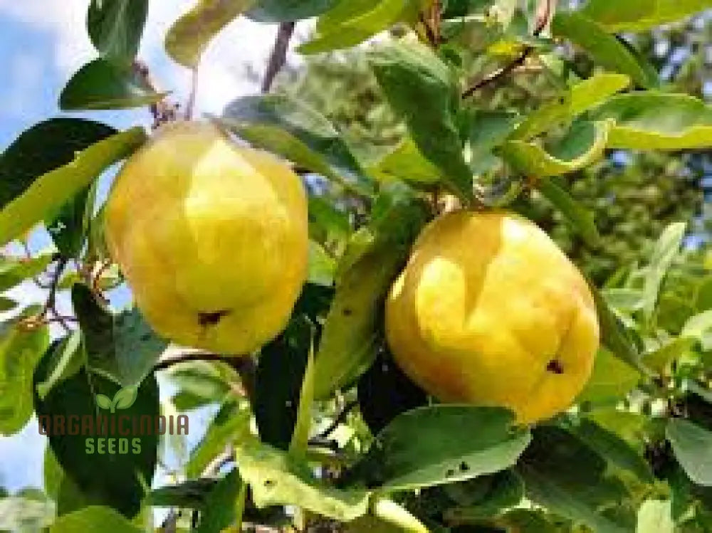 Premium 80Pcs Giant Quince Seeds For Planting Fresh Tree High-Quality