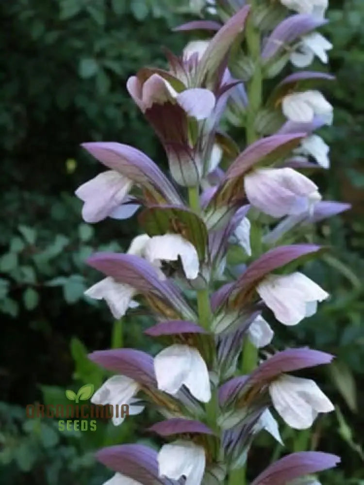 Premium Acanthus Mollis Plant Seeds: Elevate Your Gardening Experience With Exquisite Seeds For A