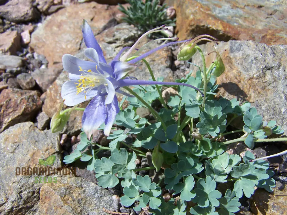 Premium Aquilegia Olympica Seeds For Gardening – Elevate Your Garden With Stunning Blooms