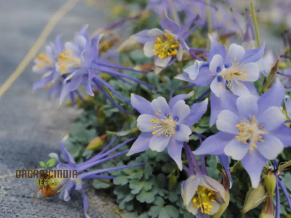 Premium Aquilegia Olympica Seeds For Gardening – Elevate Your Garden With Stunning Blooms