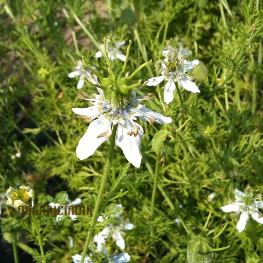 Premium Black Cumin Seeds For Planting And Gardening - High Germination Rate