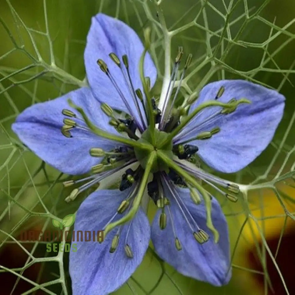 Premium Black Cumin Seeds For Planting And Gardening - High Germination Rate