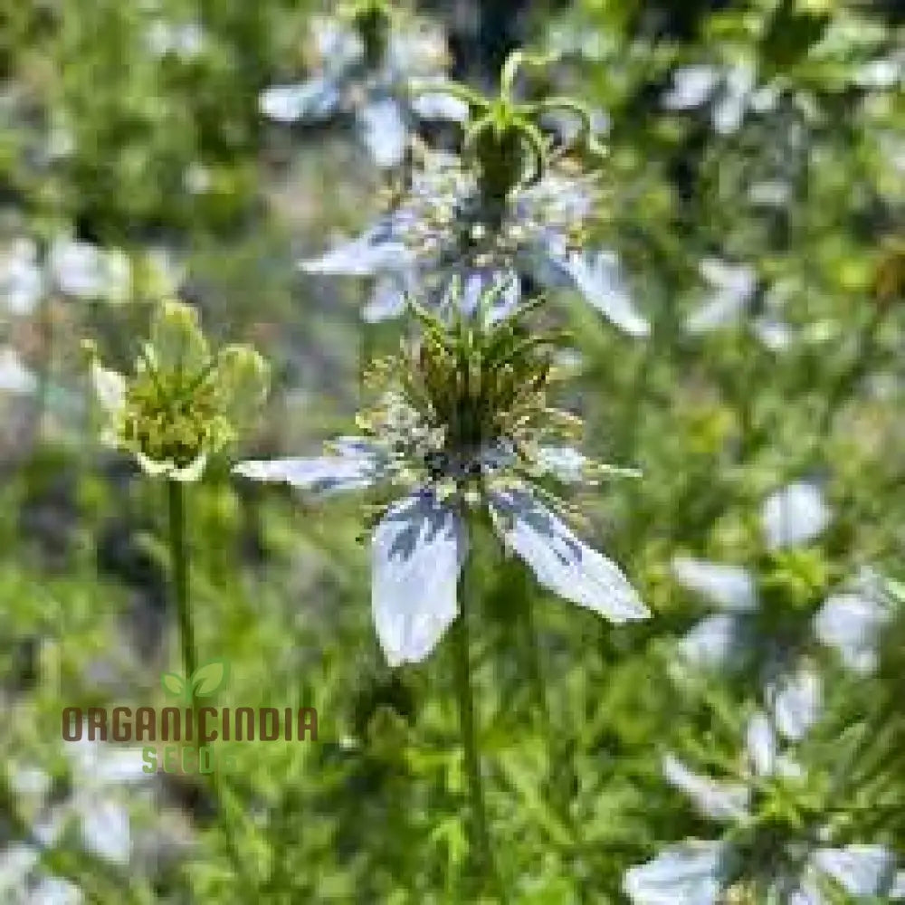 Premium Black Cumin Seeds For Planting And Gardening - High Germination Rate