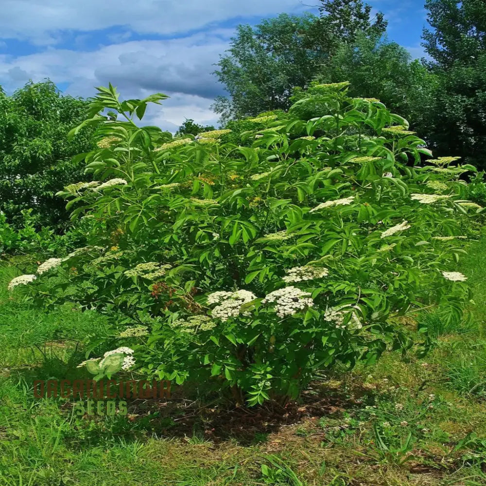 Premium Black Elderberry Fruit Seeds Organic Medicinal Boost Immunity Ideal For Home Gardens