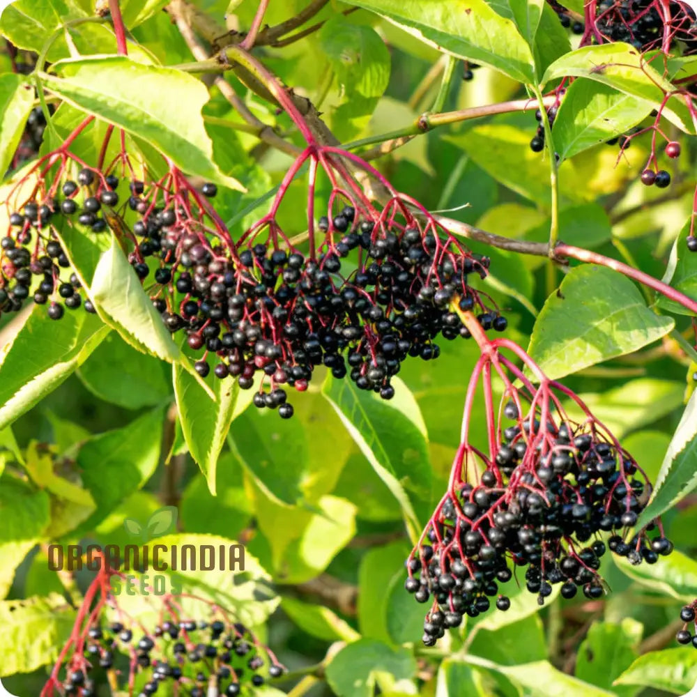 Premium Black Elderberry Fruit Seeds Organic Medicinal Boost Immunity Ideal For Home Gardens