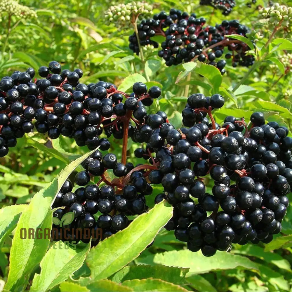 Premium Black Elderberry Fruit Seeds Organic Medicinal Boost Immunity Ideal For Home Gardens