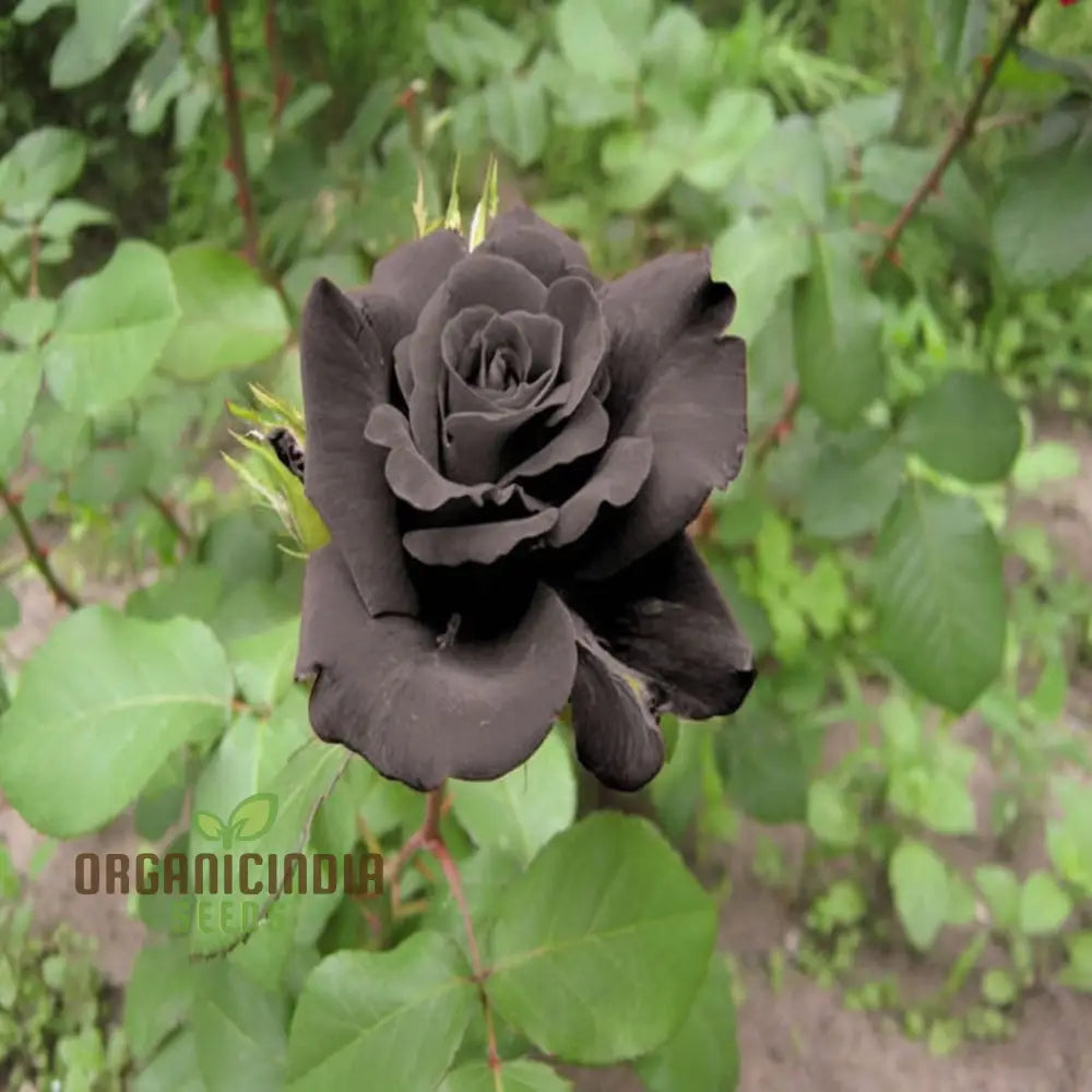 Premium Black Rose Flower Seeds For Elegant Planting And Gardening Enhance Your Garden With Unique