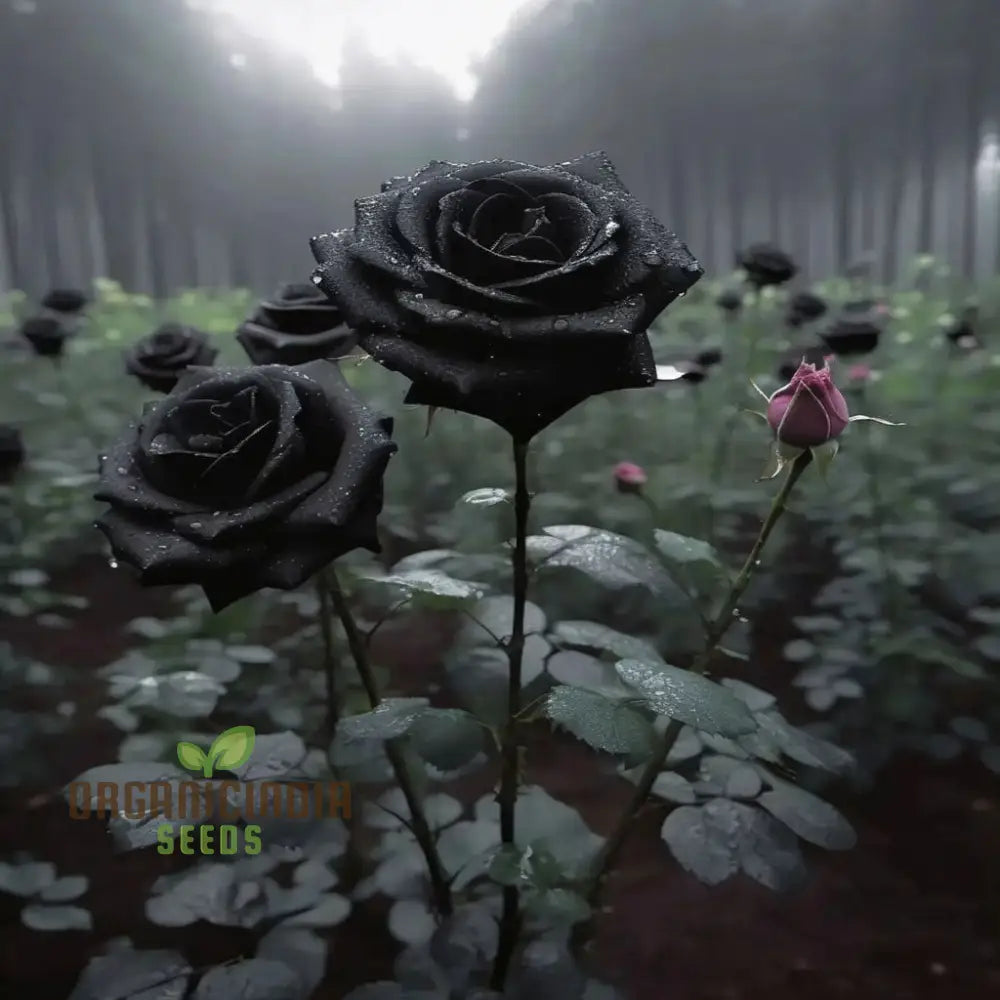 Premium Black Rose Flower Seeds For Elegant Planting And Gardening Enhance Your Garden With Unique