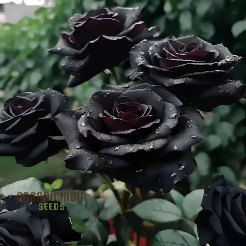 Premium Black Rose Flower Seeds For Elegant Planting And Gardening Enhance Your Garden With Unique