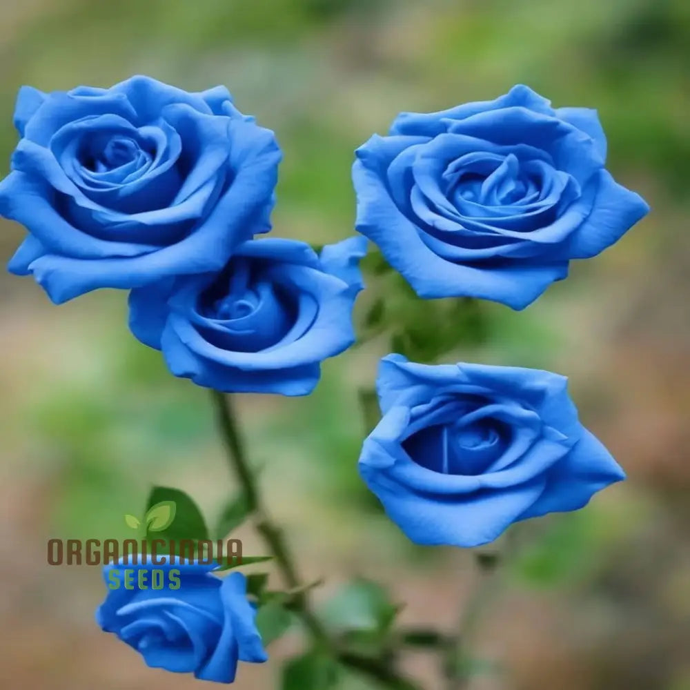 Premium Blue Climbing Rose Flower Seeds For Gardening Enthusiasts - High-Quality Stunning Blooms