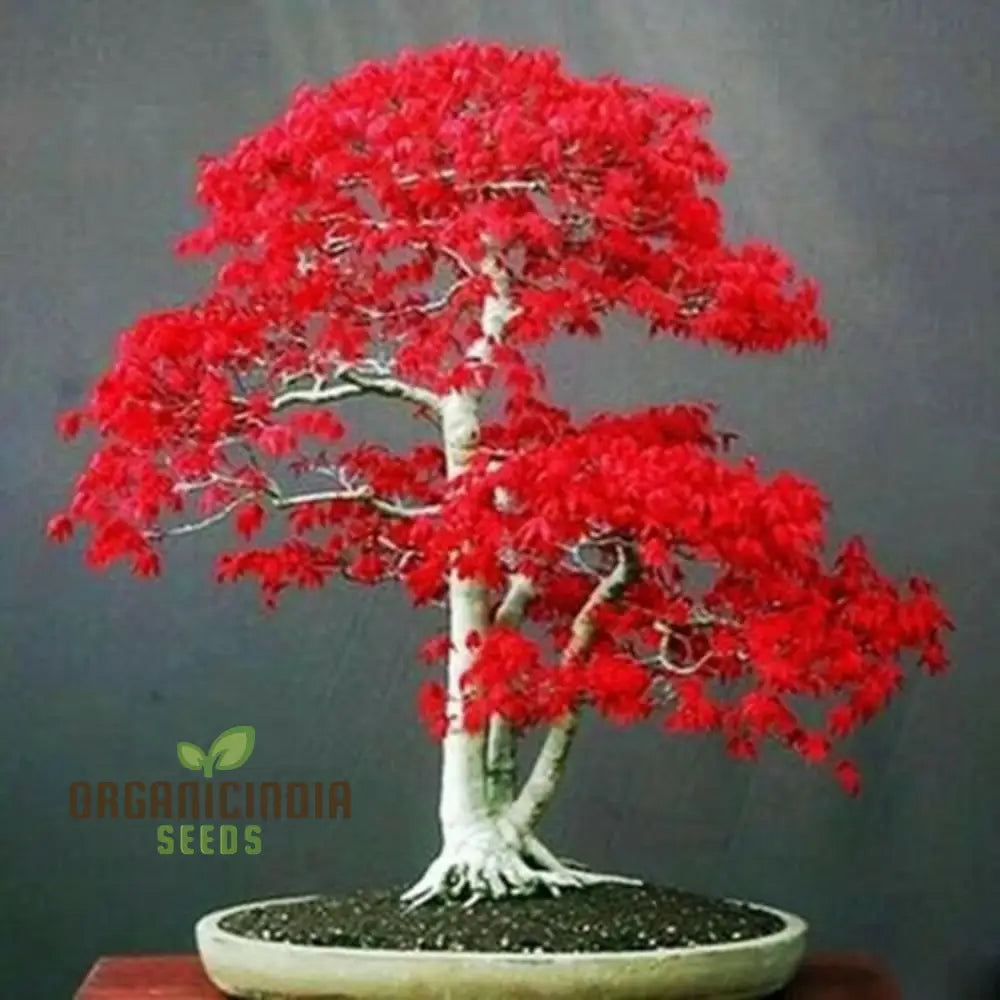 Premium Bonsai Tree Seeds Collection: Wisteria Black Pine Blue Spruce Red Maple And Flame - Perfect