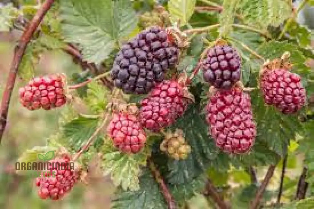 Premium Boysenberry Seeds For Your Garden - Buy Online