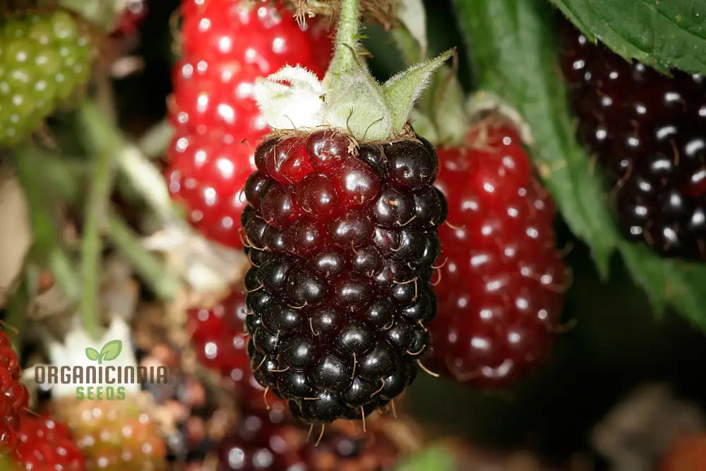 Premium Boysenberry Seeds For Your Garden - Buy Online