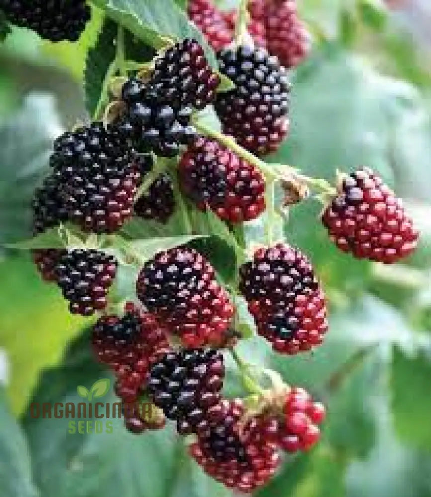 Premium Boysenberry Seeds For Your Garden - Buy Online