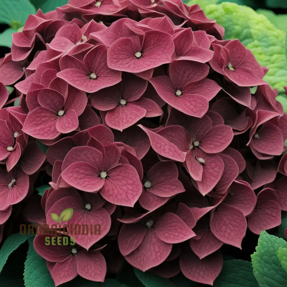 Premium Burgundy Hydrangea Flower Seeds Easy-To-Grow For Rich-Colored Garden Blooms And Planting