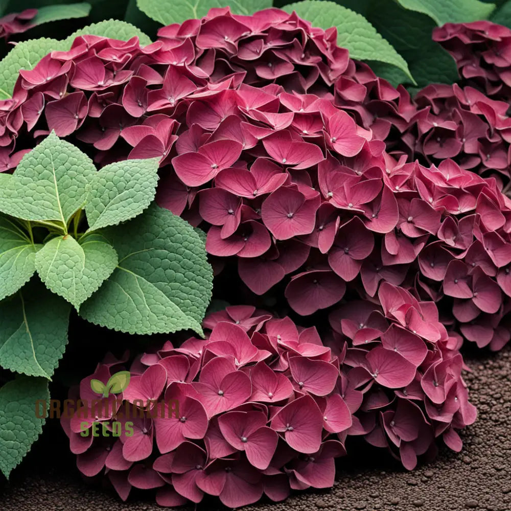 Premium Burgundy Hydrangea Flower Seeds Easy-To-Grow For Rich-Colored Garden Blooms And Planting