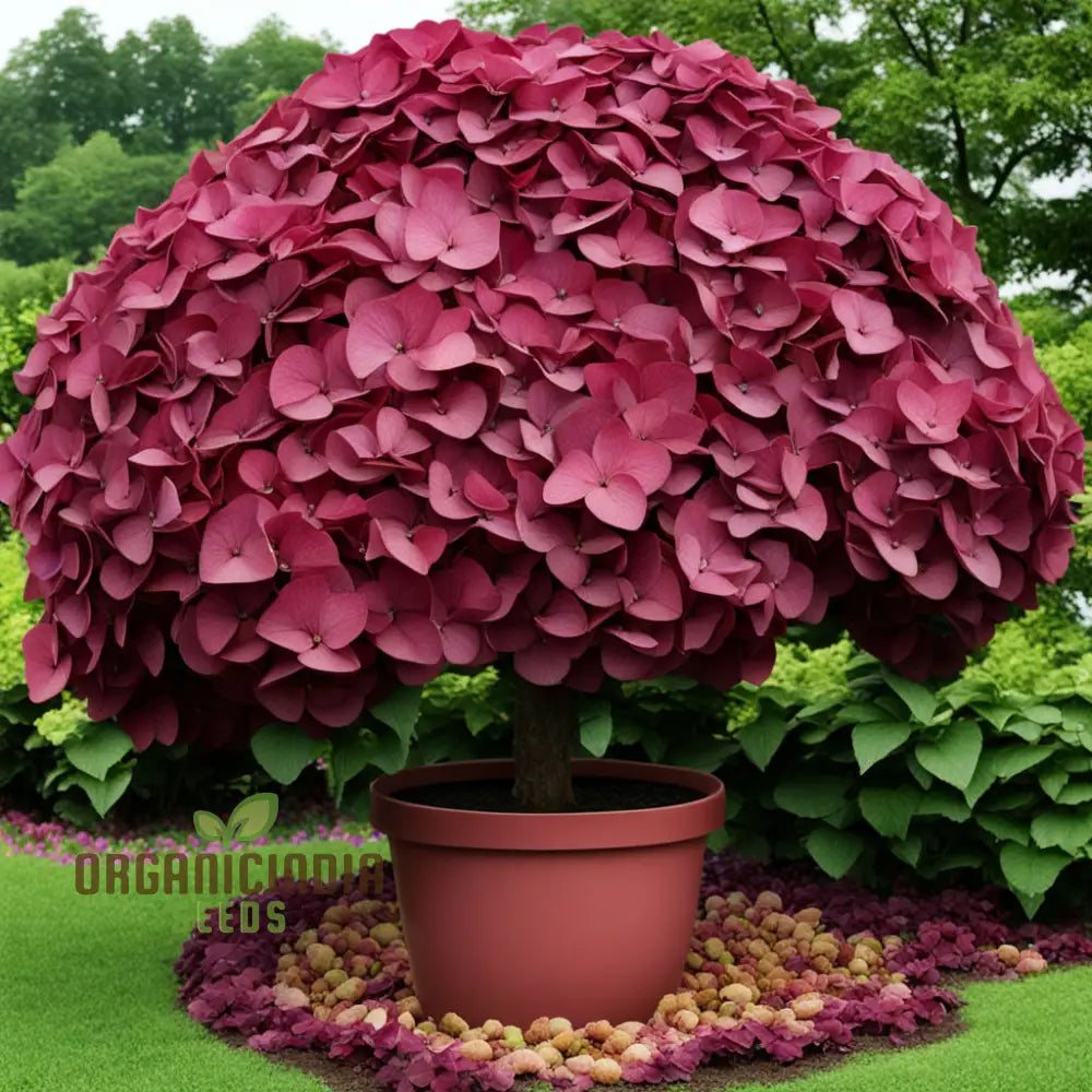 Premium Burgundy Hydrangea Flower Seeds Easy-To-Grow For Rich-Colored Garden Blooms And Planting