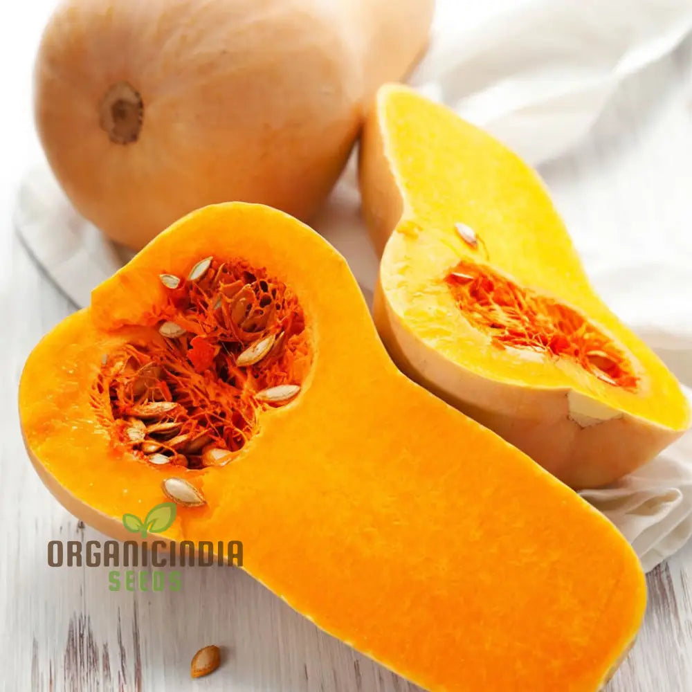 Premium Butternut Hunter F1 Vegetable Seeds High Yield Perfect For Home Gardens