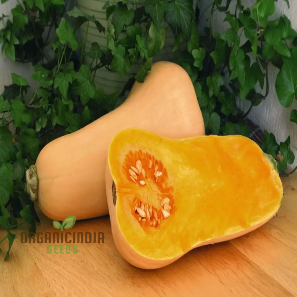 Premium Butternut Hunter F1 Vegetable Seeds High Yield Perfect For Home Gardens