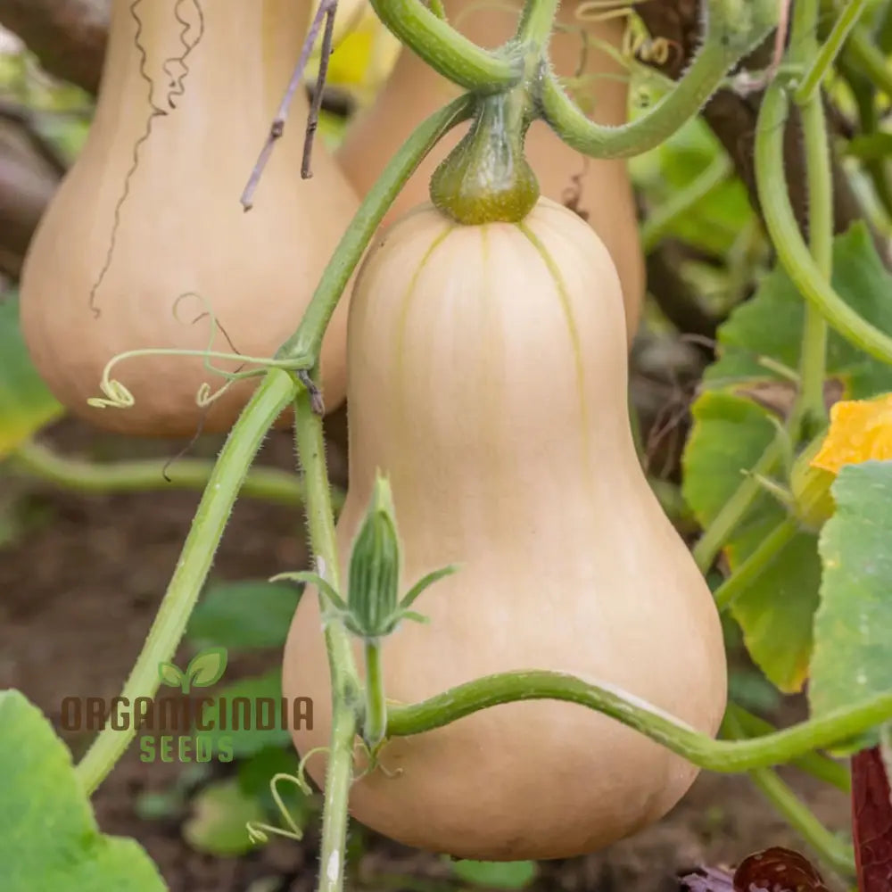 Premium Butternut Hunter F1 Vegetable Seeds High Yield Perfect For Home Gardens