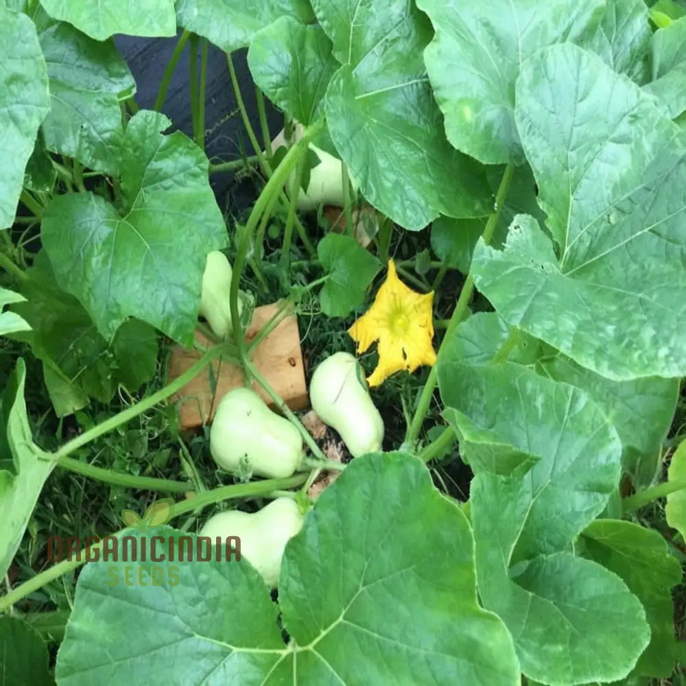 Premium Butternut Hunter F1 Vegetable Seeds High Yield Perfect For Home Gardens