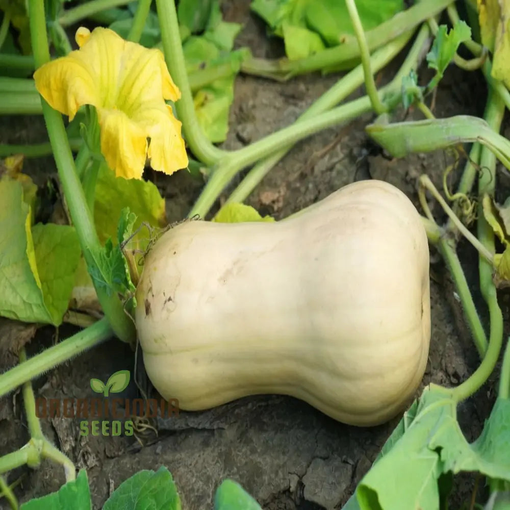 Premium Butternut Hunter F1 Vegetable Seeds High Yield Perfect For Home Gardens