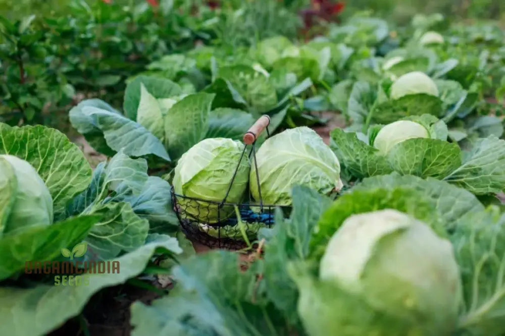 Premium Cabbage Seeds Cultivate Your Garden For Fresh Garden-To-Table Delights Leafy Greens