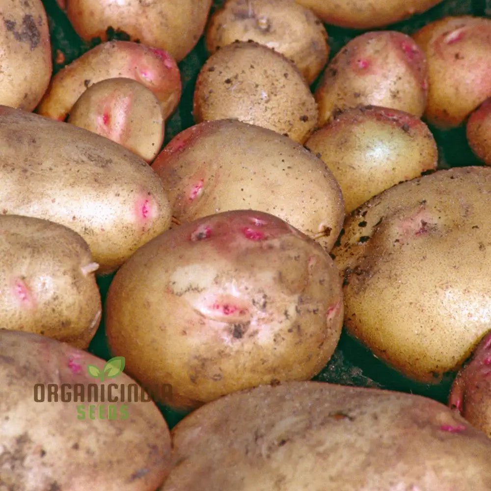 Premium Cara Seed Potatoes - Ideal For Gardening Enthusiasts High-Quality Seeds Abundant Harvests