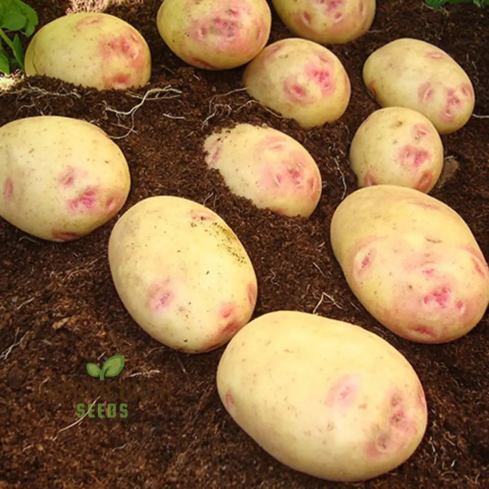 Premium Cara Seed Potatoes - Ideal For Gardening Enthusiasts High-Quality Seeds Abundant Harvests