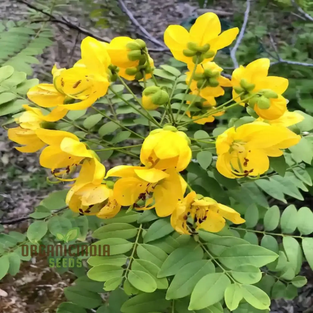 Premium Cassia Occidentalis Flower Seeds Exotic Garden Blooms High-Quality Annuals