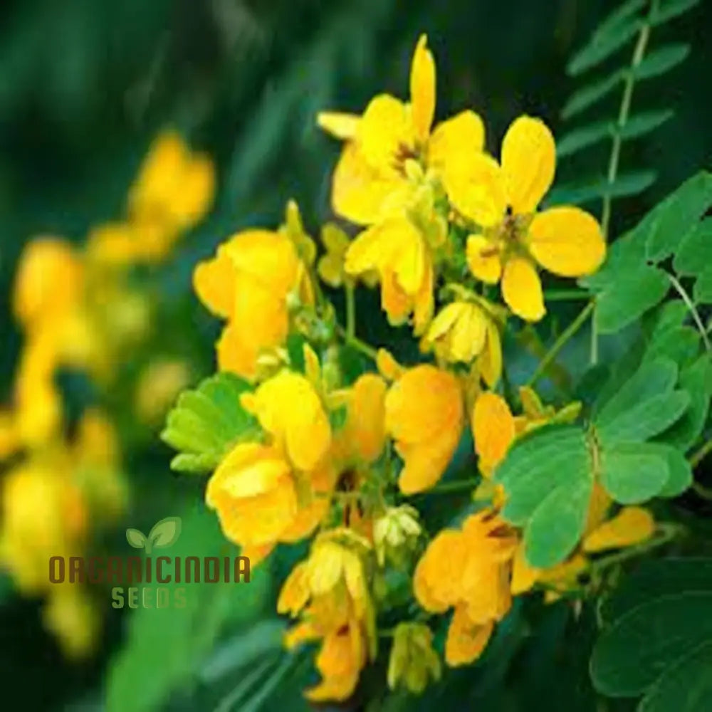 Premium Cassia Occidentalis Flower Seeds Exotic Garden Blooms High-Quality Annuals