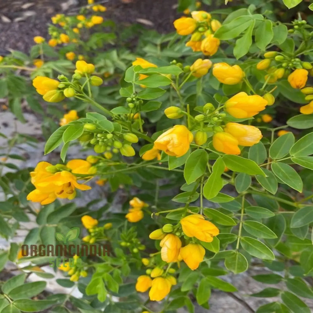 Premium Cassia Occidentalis Flower Seeds Exotic Garden Blooms High-Quality Annuals