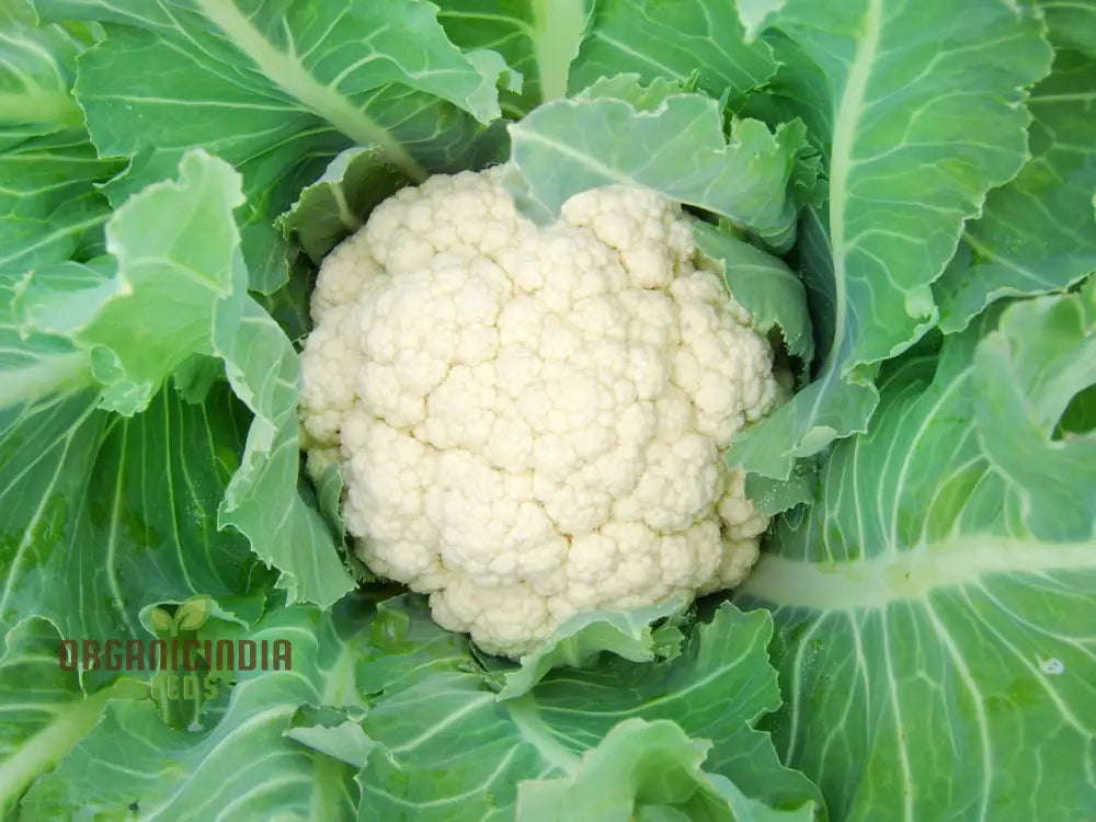 Premium Cauliflower Snowball Seeds For Planting Ideal Home Gardeners And Grow Vegetable