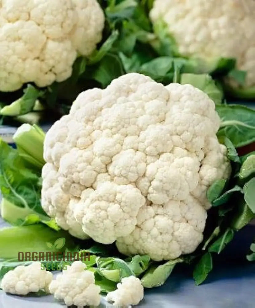 Premium Cauliflower Snowball Seeds For Planting Ideal Home Gardeners And Grow Vegetable