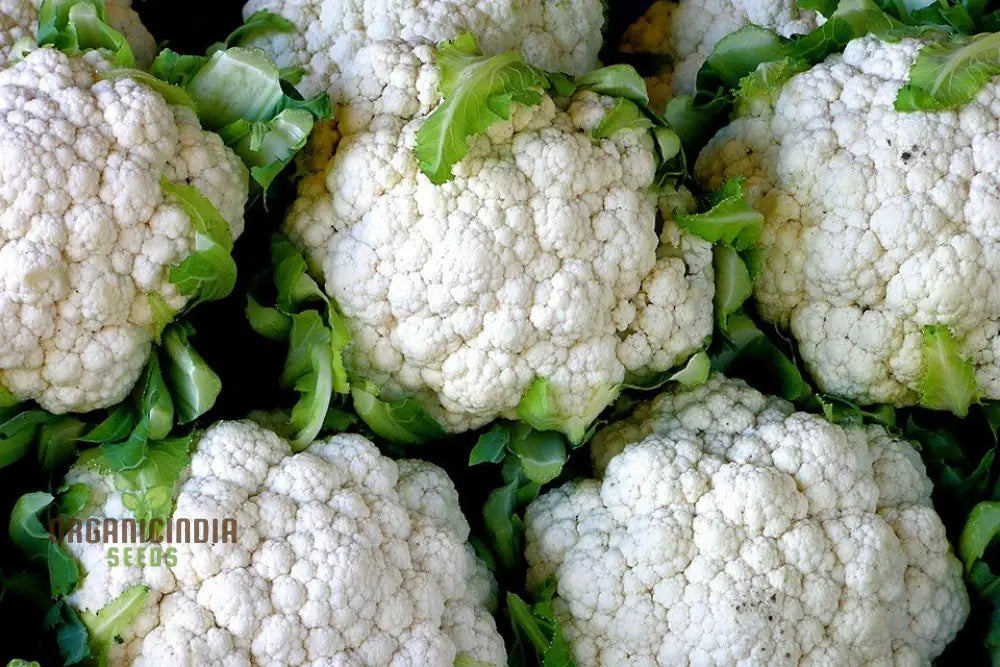 Premium Cauliflower Snowball Seeds For Planting Ideal Home Gardeners And Grow Vegetable