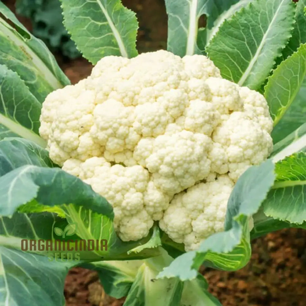 Premium Cauliflower Snowball Seeds For Planting Ideal Home Gardeners And Grow Vegetable