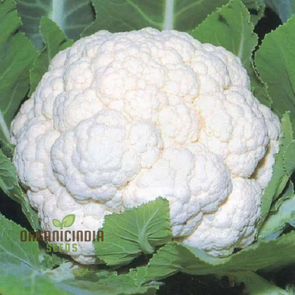 Premium Cauliflower Snowball Seeds For Planting Ideal Home Gardeners And Grow Vegetable