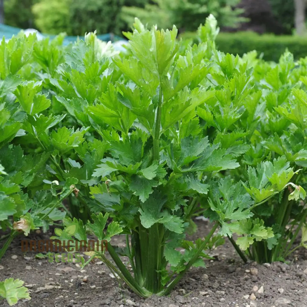 Premium Celery Golden Self Blanching Vegetable Seeds For Planting High-Quality A Lush Garden