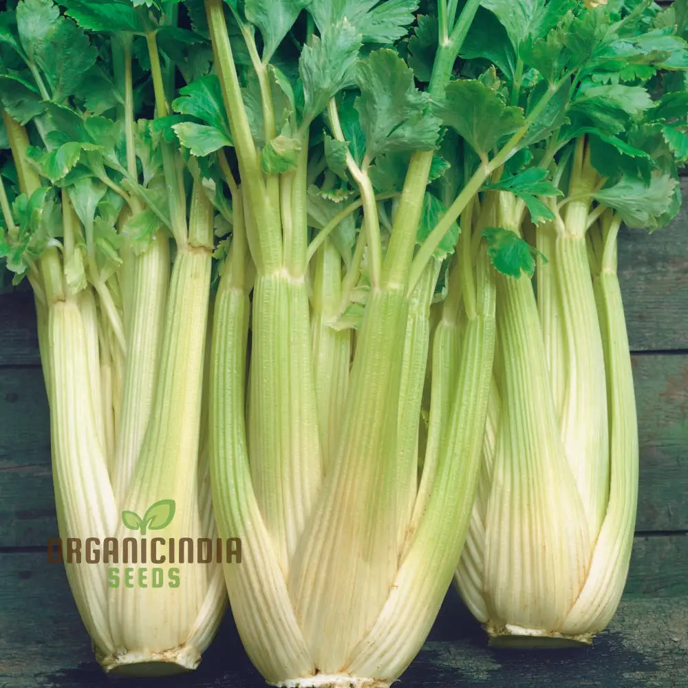 Premium Celery Golden Self Blanching Vegetable Seeds For Planting High-Quality A Lush Garden